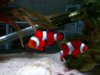 Newquay aquarium